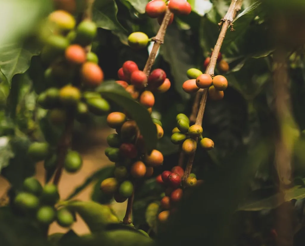 Exploring the Art of Brewing: Unveiling Different Techniques for Fresh Bean Coffee